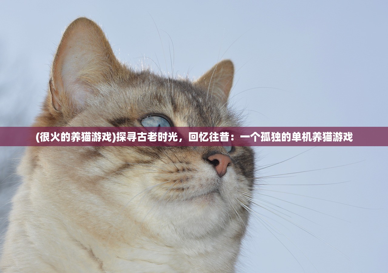 (猪猪侠最终决战大电影)猪猪侠2之最终决战：勇士们集结，决战即将展开！