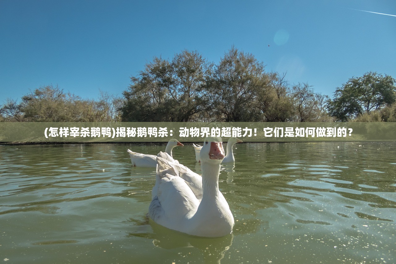 (怎样宰杀鹅鸭)揭秘鹅鸭杀：动物界的超能力！它们是如何做到的？