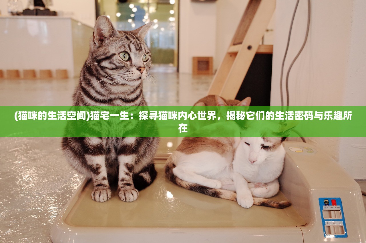 (猫咪的生活空间)猫宅一生：探寻猫咪内心世界，揭秘它们的生活密码与乐趣所在