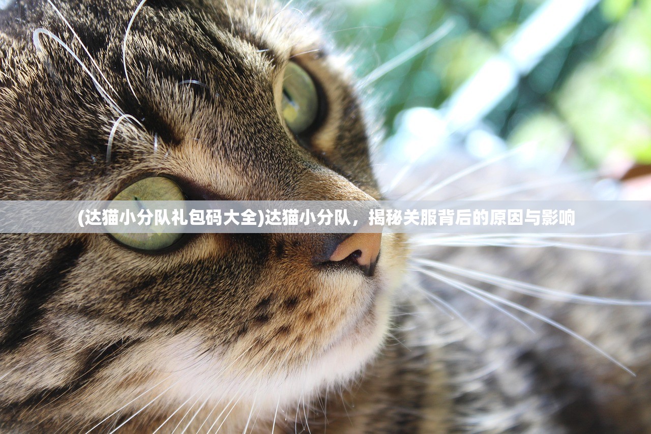 (达猫小分队礼包码大全)达猫小分队，揭秘关服背后的原因与影响