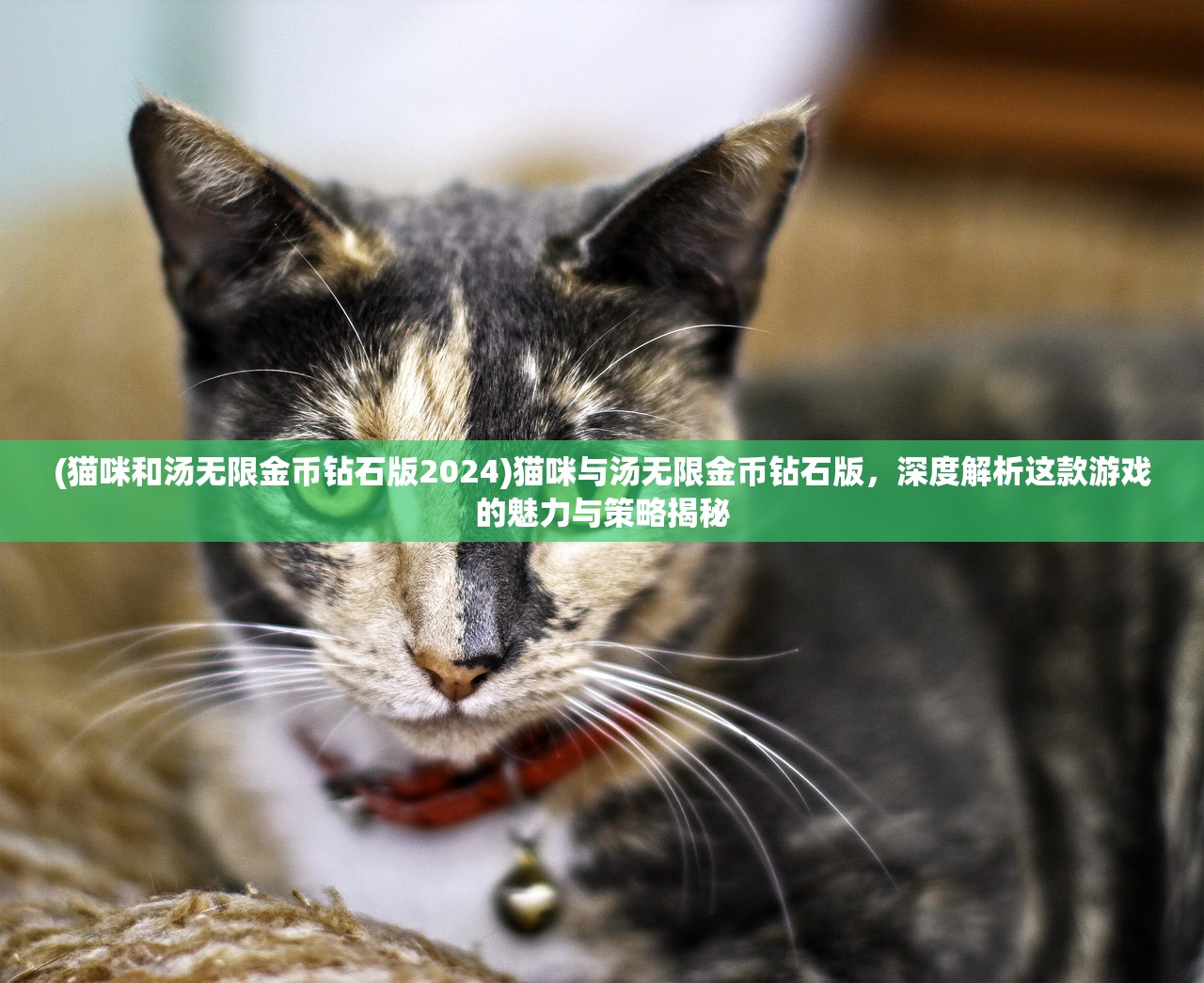 (猫咪和汤无限金币钻石版2024)猫咪与汤无限金币钻石版，深度解析这款游戏的魅力与策略揭秘