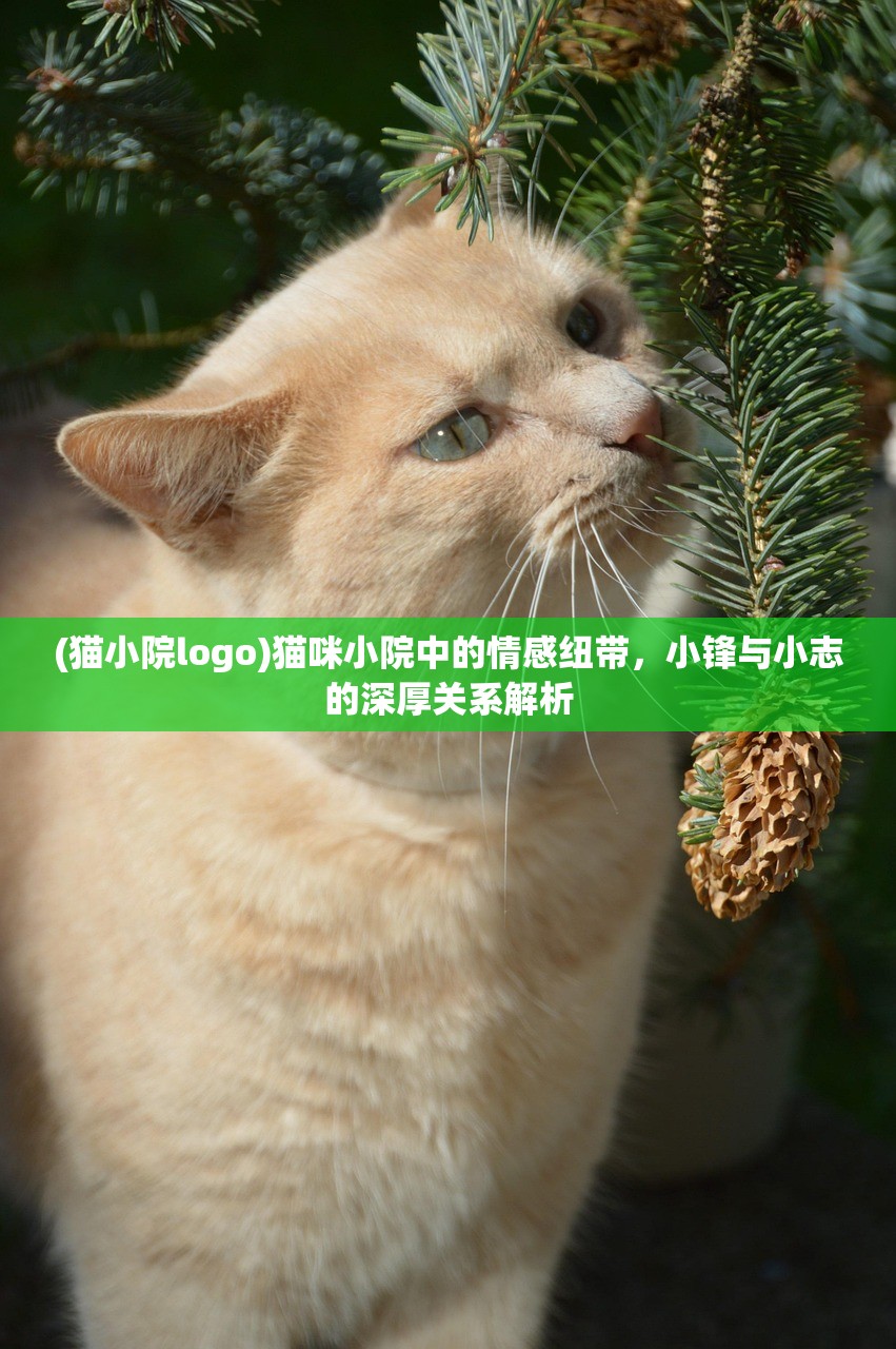 (猫小院logo)猫咪小院中的情感纽带，小锋与小志的深厚关系解析