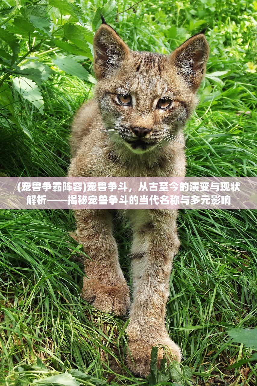 (宠兽争霸阵容)宠兽争斗，从古至今的演变与现状解析——揭秘宠兽争斗的当代名称与多元影响