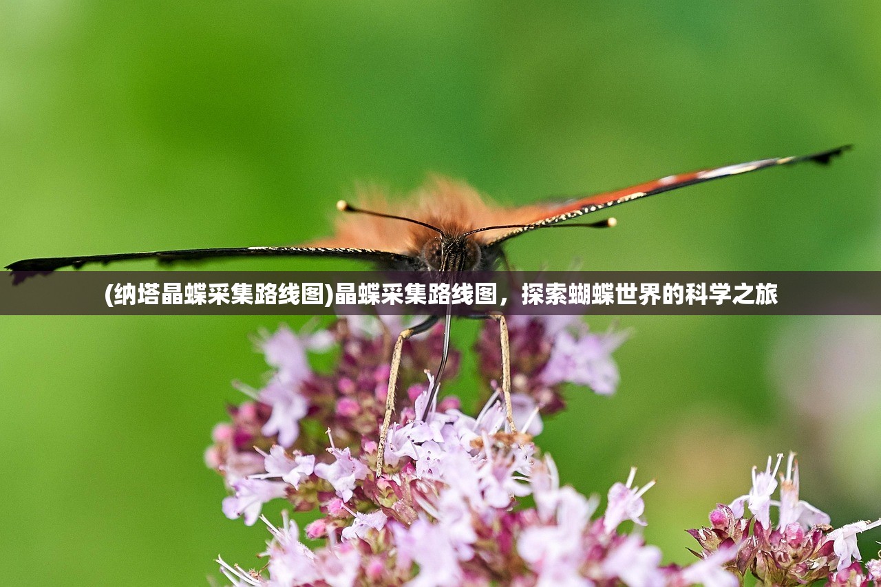 (纳塔晶蝶采集路线图)晶蝶采集路线图，探索蝴蝶世界的科学之旅