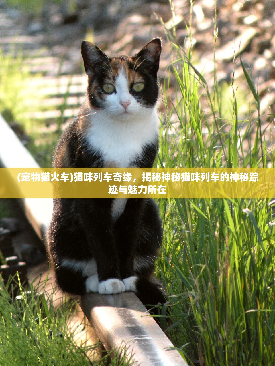 (宠物猫火车)猫咪列车奇缘，揭秘神秘猫咪列车的神秘踪迹与魅力所在